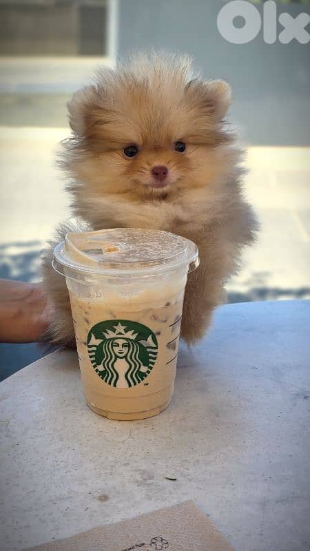 All Breed Puppies Available in store / Delivery/ dog كلاب 15