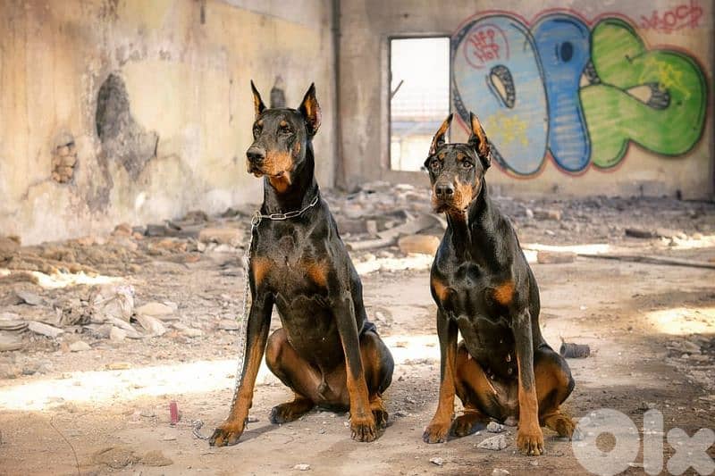 doberman European 0