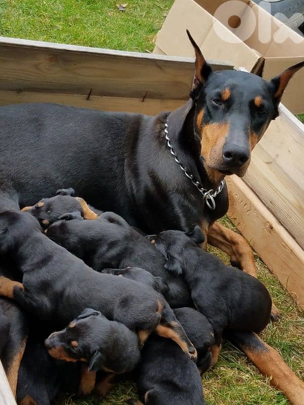 doberman European 1