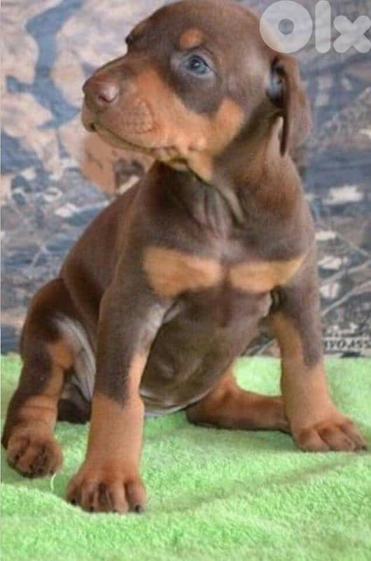 doberman European 2