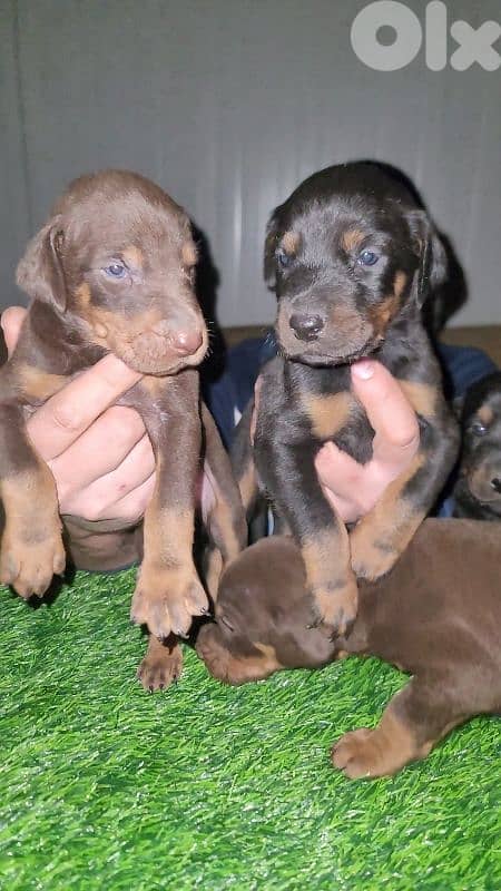 doberman European 8
