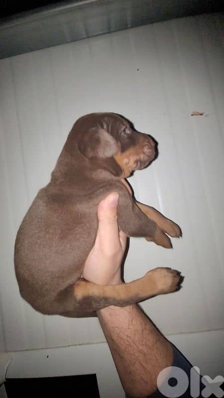 doberman European 10