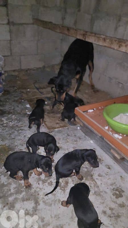 doberman European 11