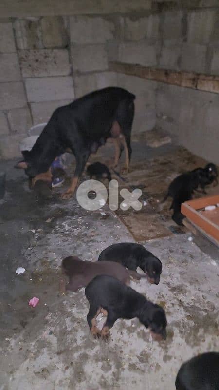 doberman European 12