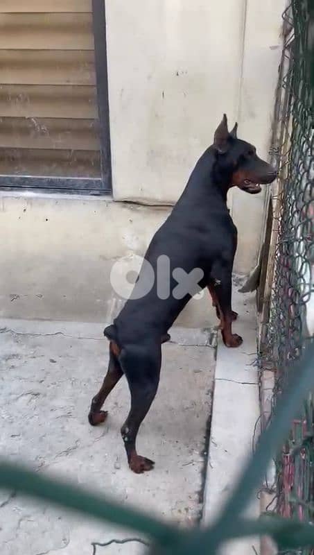 doberman European 13