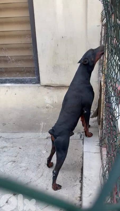 doberman European 15