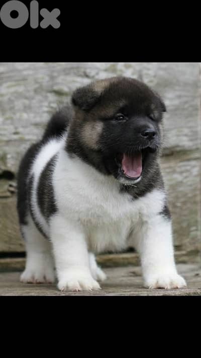 Unique American Akita puppy imported available in store & delivery Dog