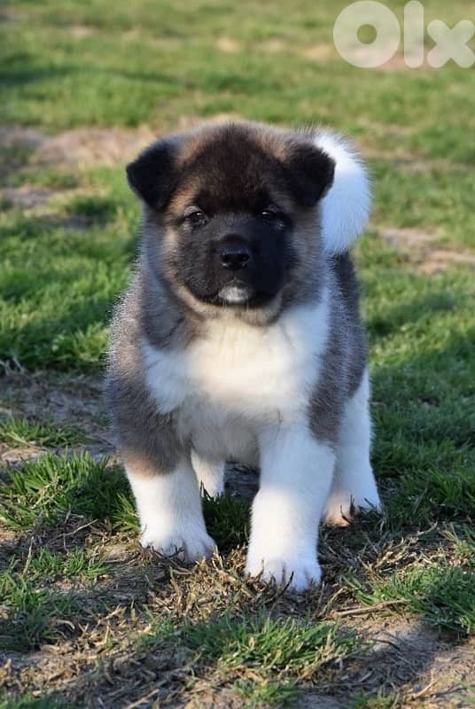 American Akita puppy available in store & delivery 0