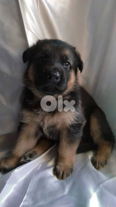 Smart & protective Black & Tan German Shepherd puppy Dog كلب