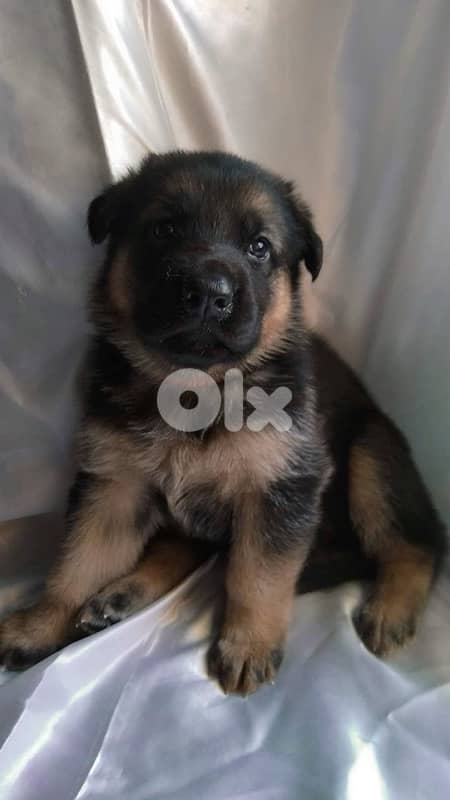 Smart & protective Black & Tan German Shepherd puppy Dog كلب 0