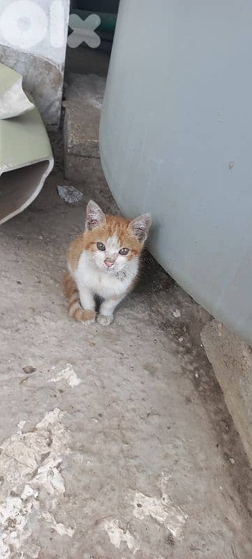 FOR ADOPTION- FANAR 0