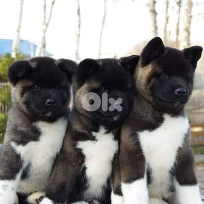 Pure American Akita Puppies Available in store & delivery /dog كلاب
