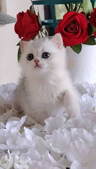 اجمل هديه  بمناسبة عيد الميلاد