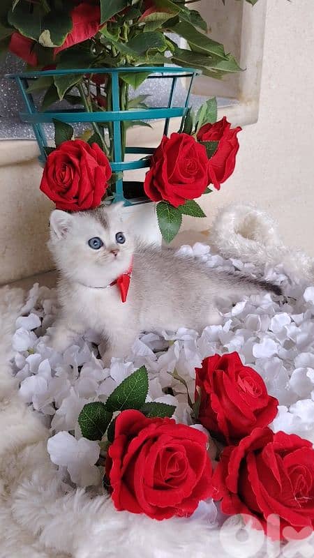 اجمل هديه  بمناسبة عيد الميلاد 1