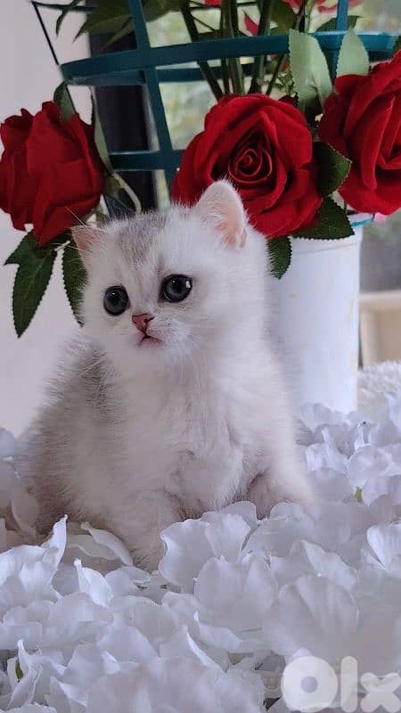 اجمل هديه  بمناسبة عيد الميلاد 2