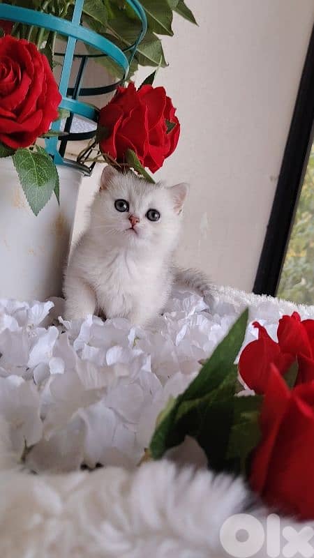 اجمل هديه  بمناسبة عيد الميلاد 3