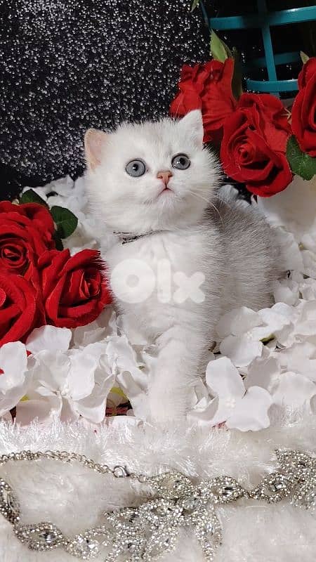 اجمل هديه  بمناسبة عيد الميلاد 4