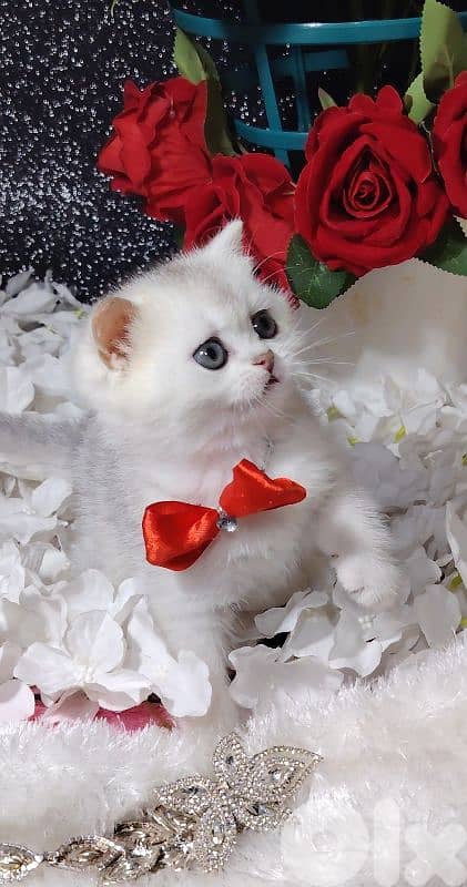 اجمل هديه  بمناسبة عيد الميلاد 5