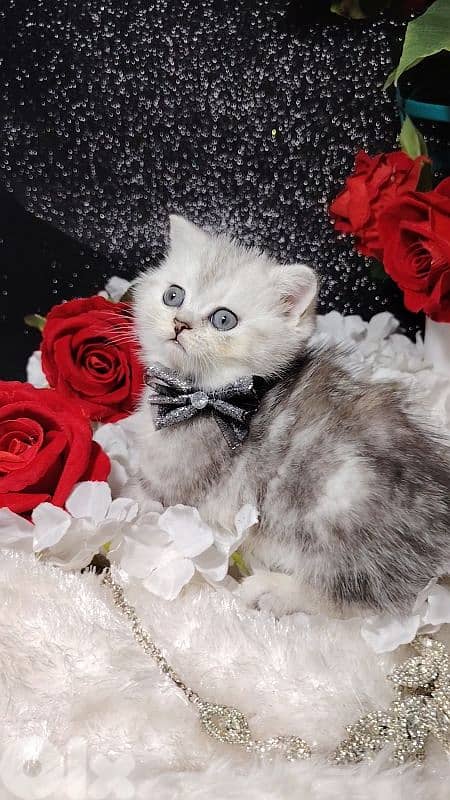 اجمل هديه  بمناسبة عيد الميلاد 6