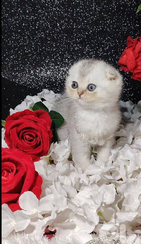 اجمل هديه  بمناسبة عيد الميلاد 7