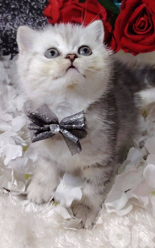 اجمل هديه  بمناسبة عيد الميلاد 8