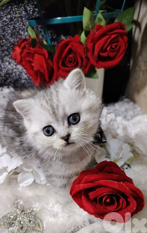 اجمل هديه  بمناسبة عيد الميلاد 9