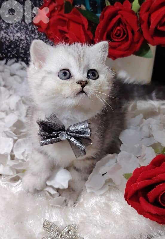 اجمل هديه  بمناسبة عيد الميلاد 10