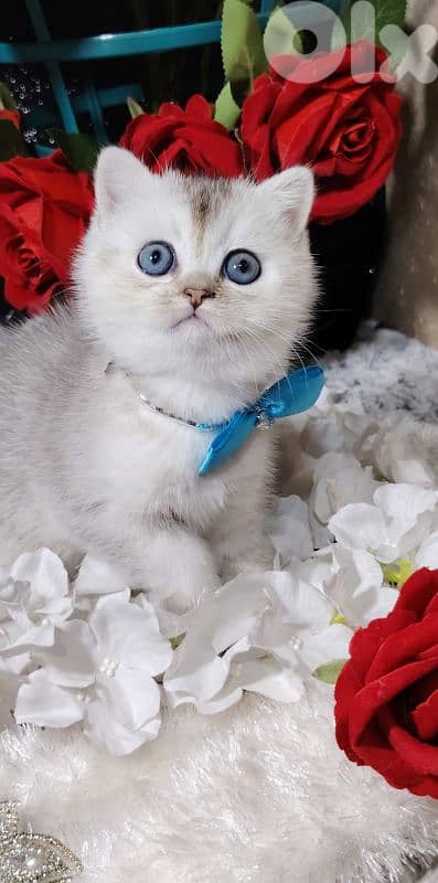 اجمل هديه  بمناسبة عيد الميلاد 11