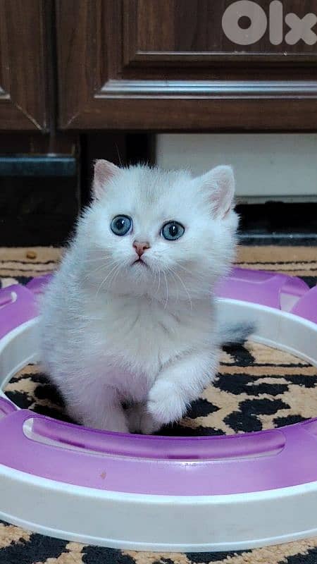 اجمل هديه  بمناسبة عيد الميلاد 12