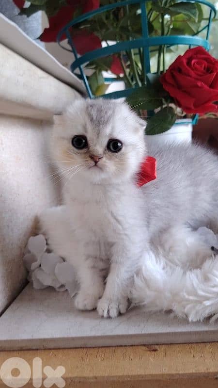 اجمل هديه  بمناسبة عيد الميلاد 13