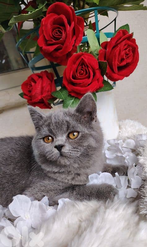 اجمل هديه  بمناسبة عيد الميلاد 14