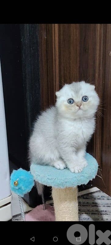 اجمل هديه  بمناسبة عيد الميلاد 15