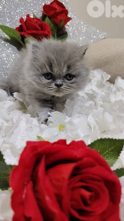 اجمل هديه واحلا الأسعار  بمناسبة عيد الميلاد