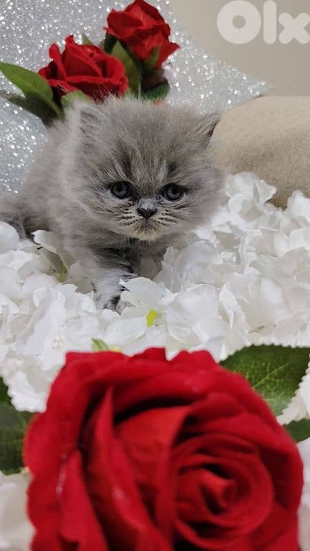 اجمل هديه  بمناسبة عيد الميلاد 16