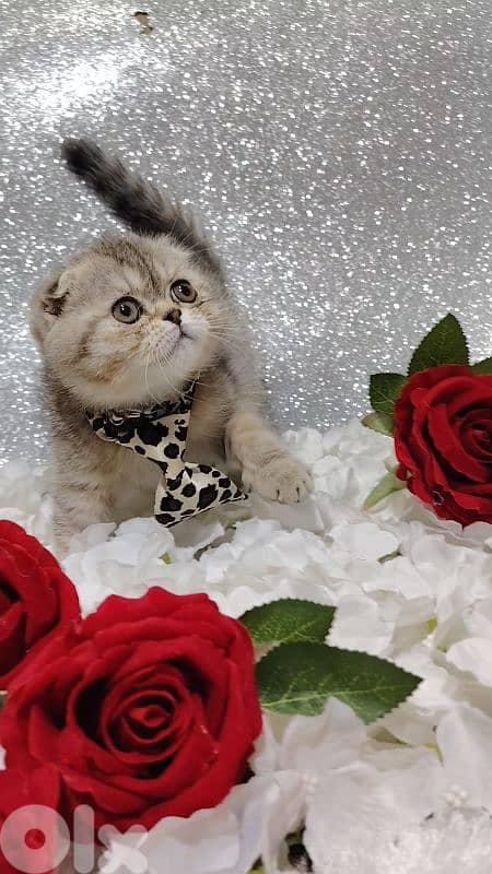 اجمل هديه  بمناسبة عيد الميلاد 17