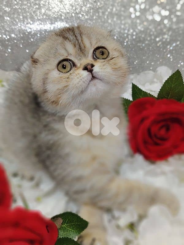 اجمل هديه  بمناسبة عيد الميلاد 18