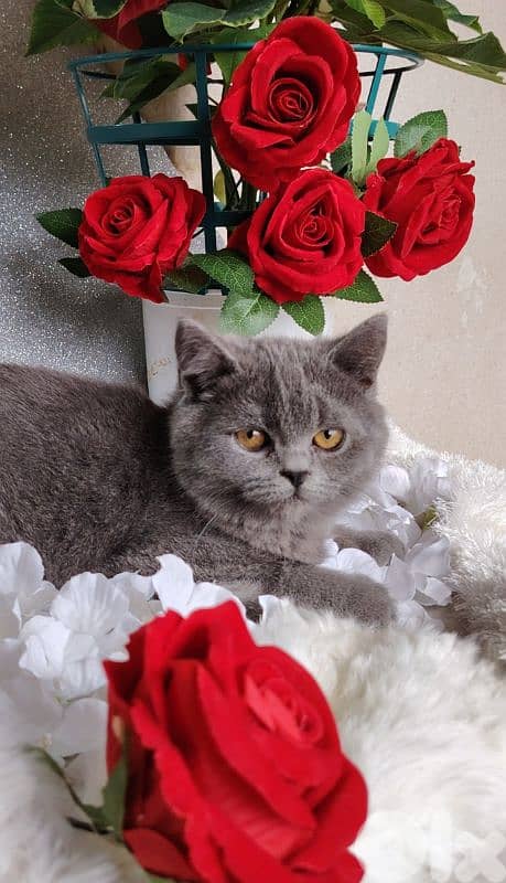 اجمل هديه  بمناسبة عيد الميلاد 19