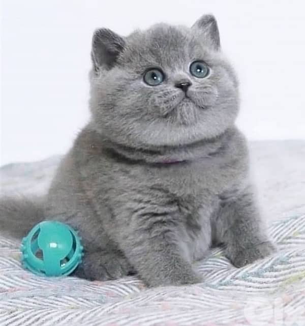 british and scottish 0