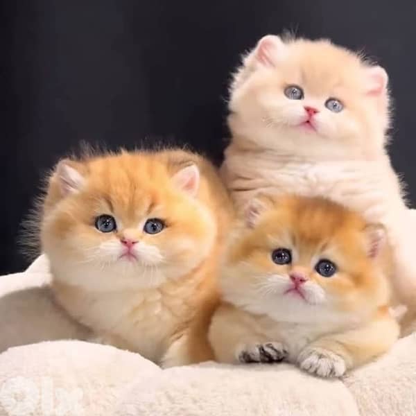 british and scottish 1