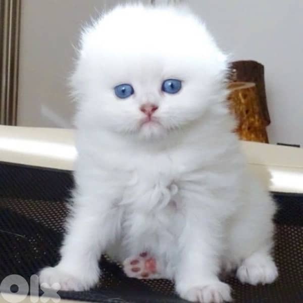 british and scottish 2