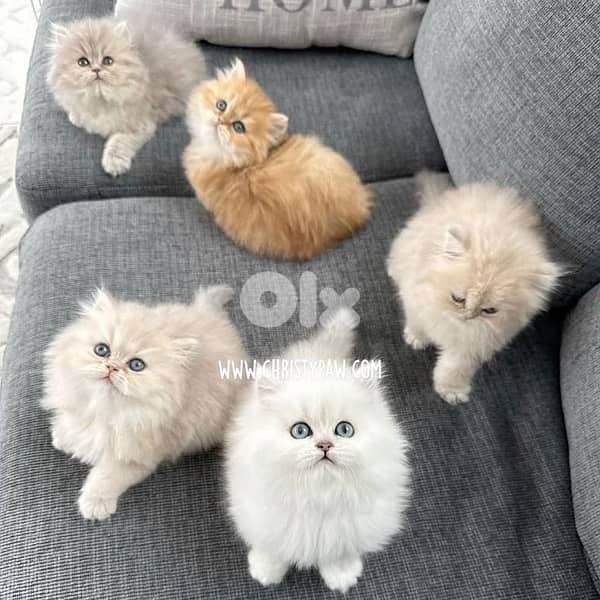 british and scottish 3