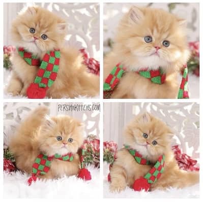 british and scottish