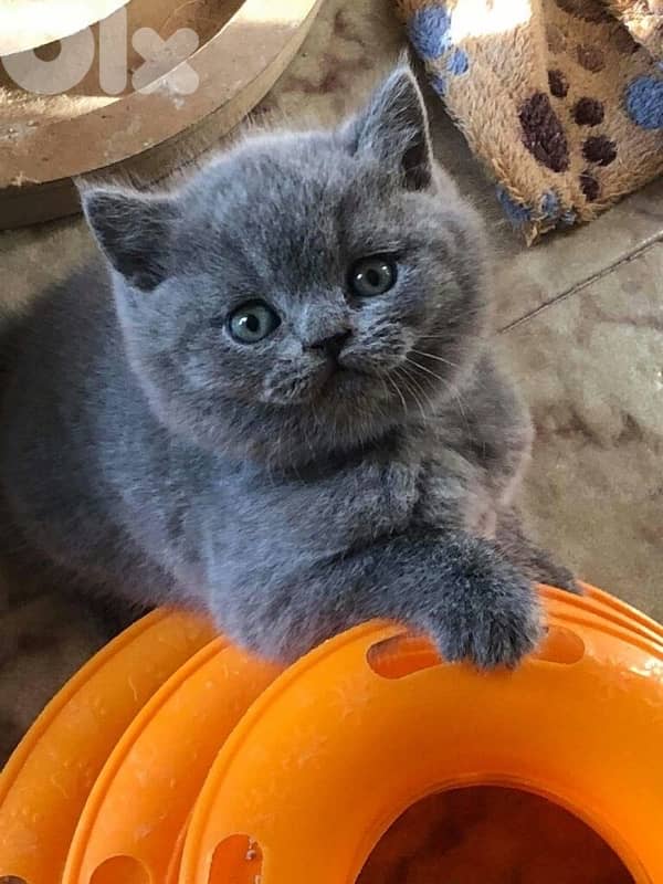 british and scottish 6