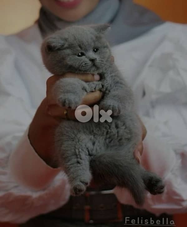 british and scottish 7