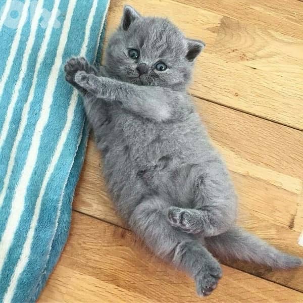 british and scottish 8