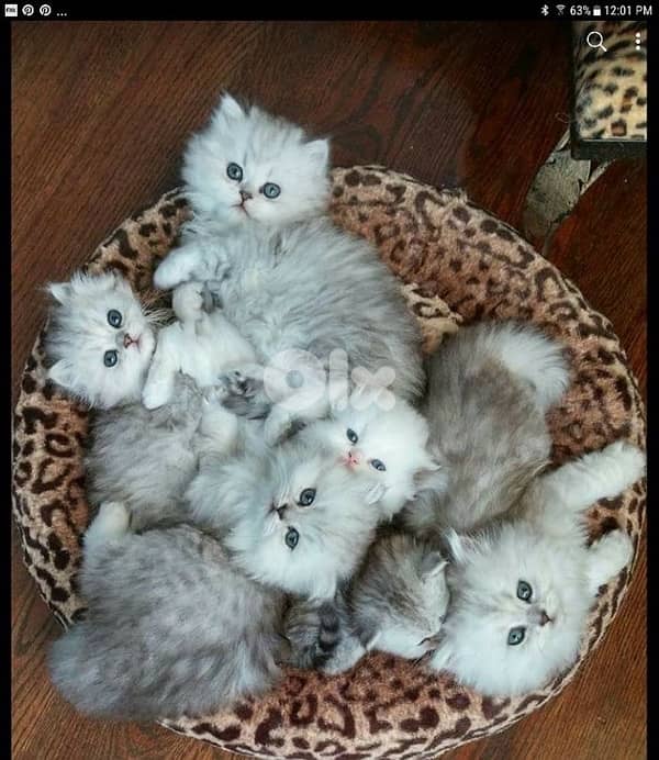 british and scottish 10