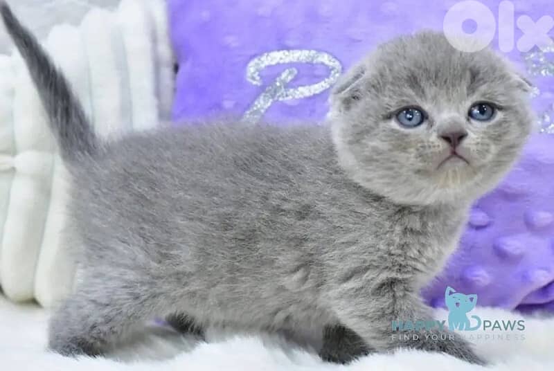 british and scottish 11