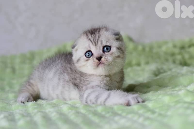 british and scottish 12