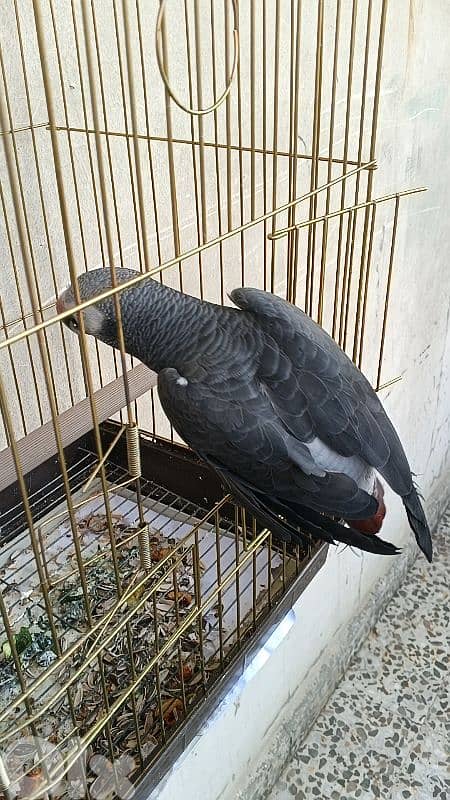 ببغاء تمنه 1