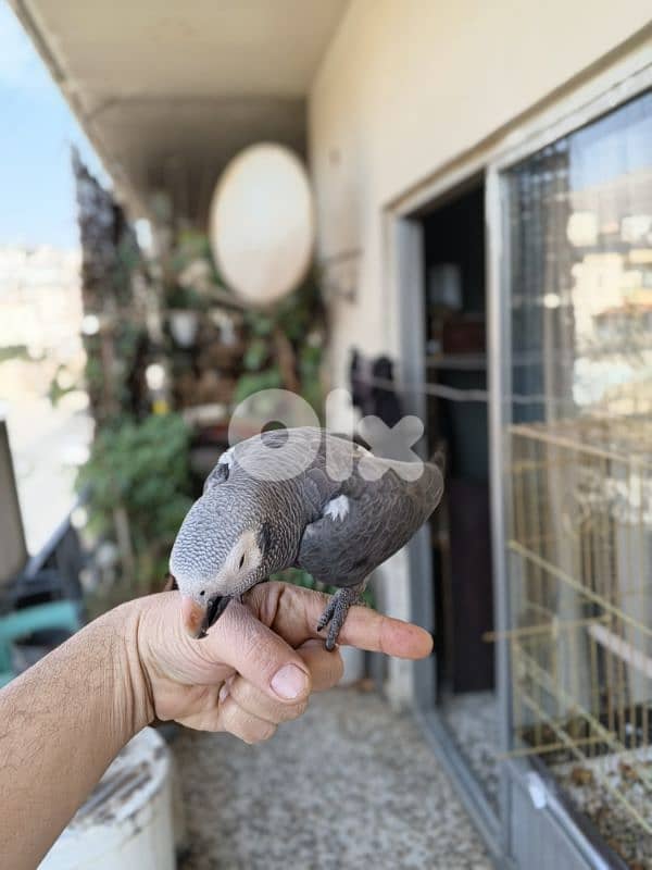 ببغاء تمنه 2